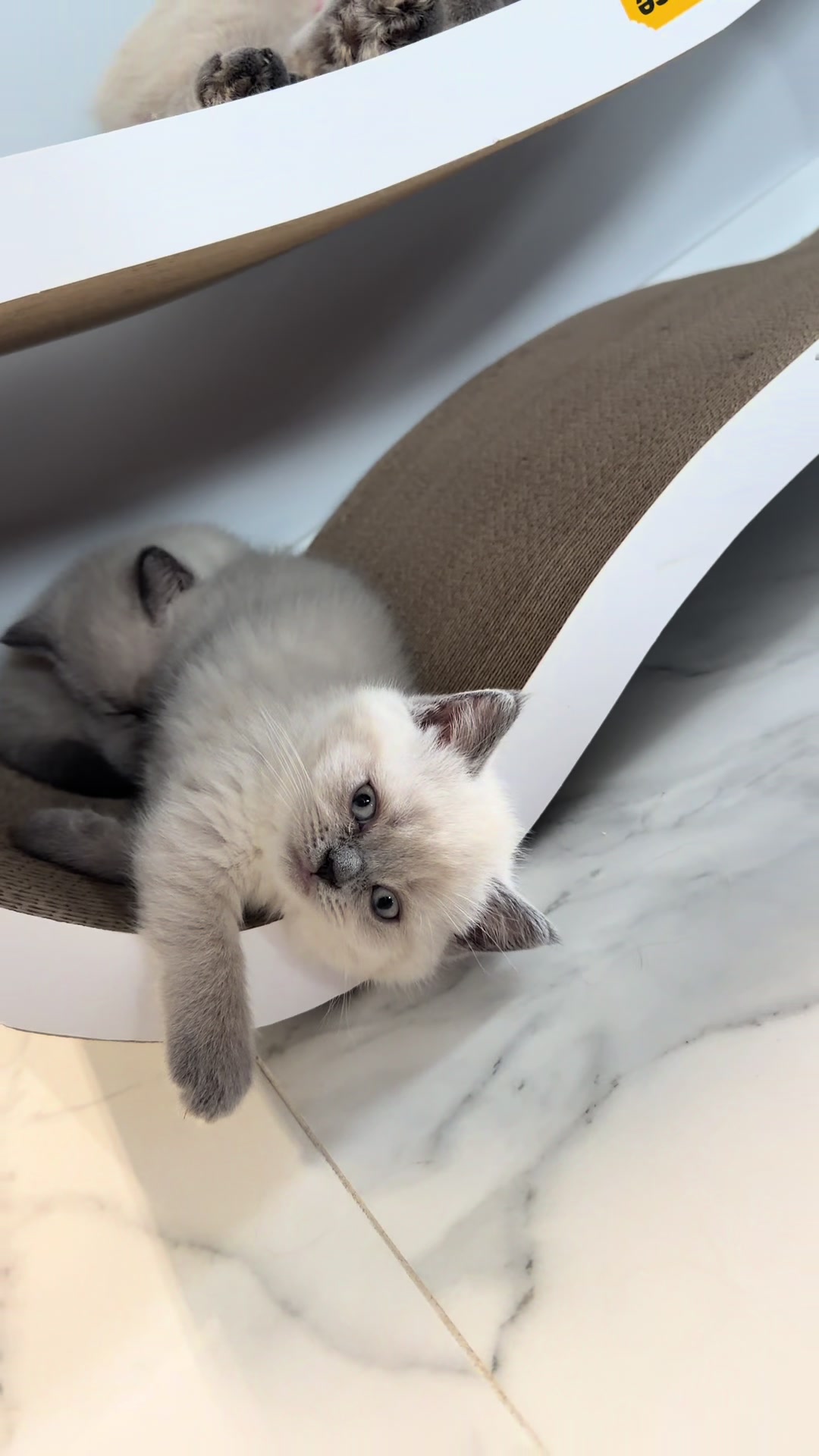 @Трускавецька киця 😻