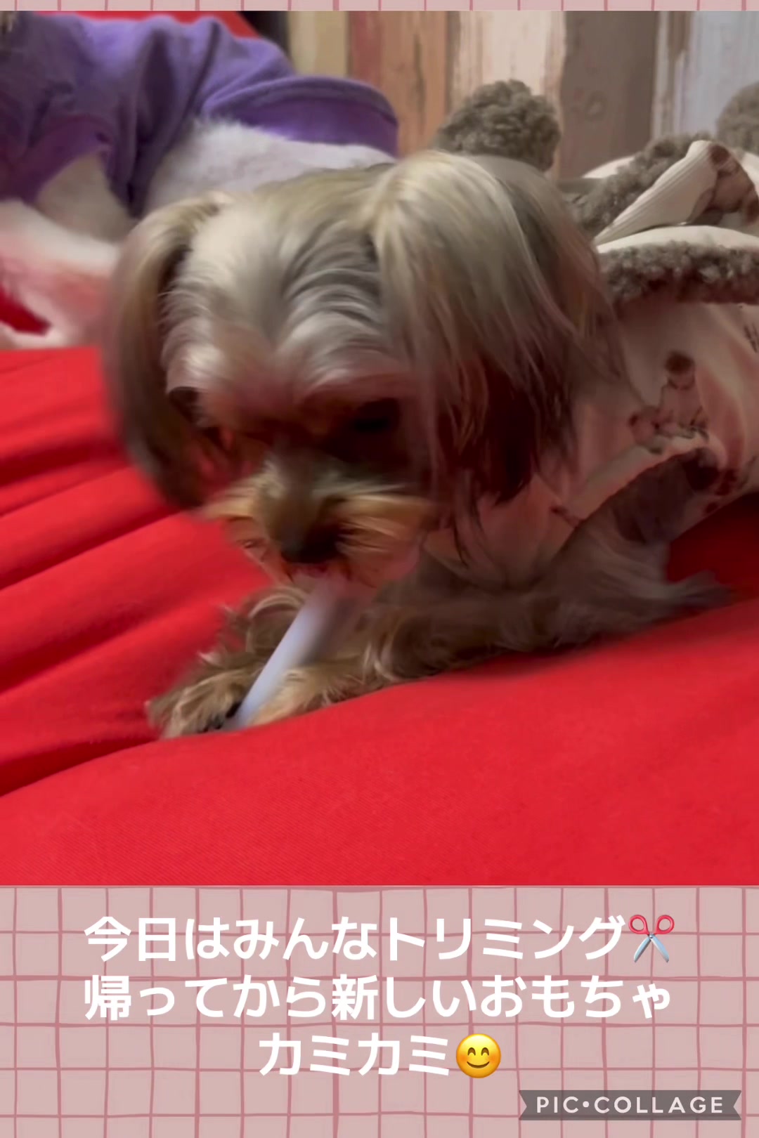 @ビビまるトンチャー