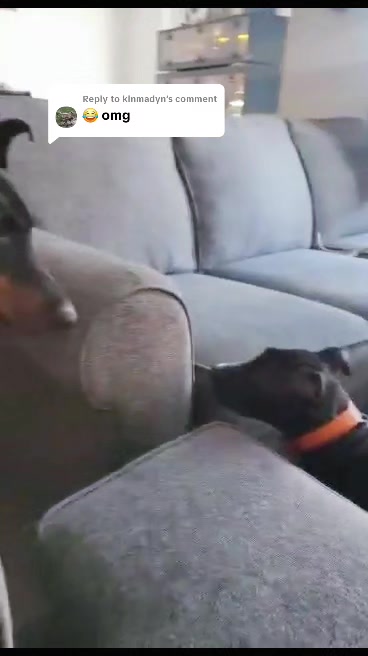 @RaisingHell.Hounds🇨🇦