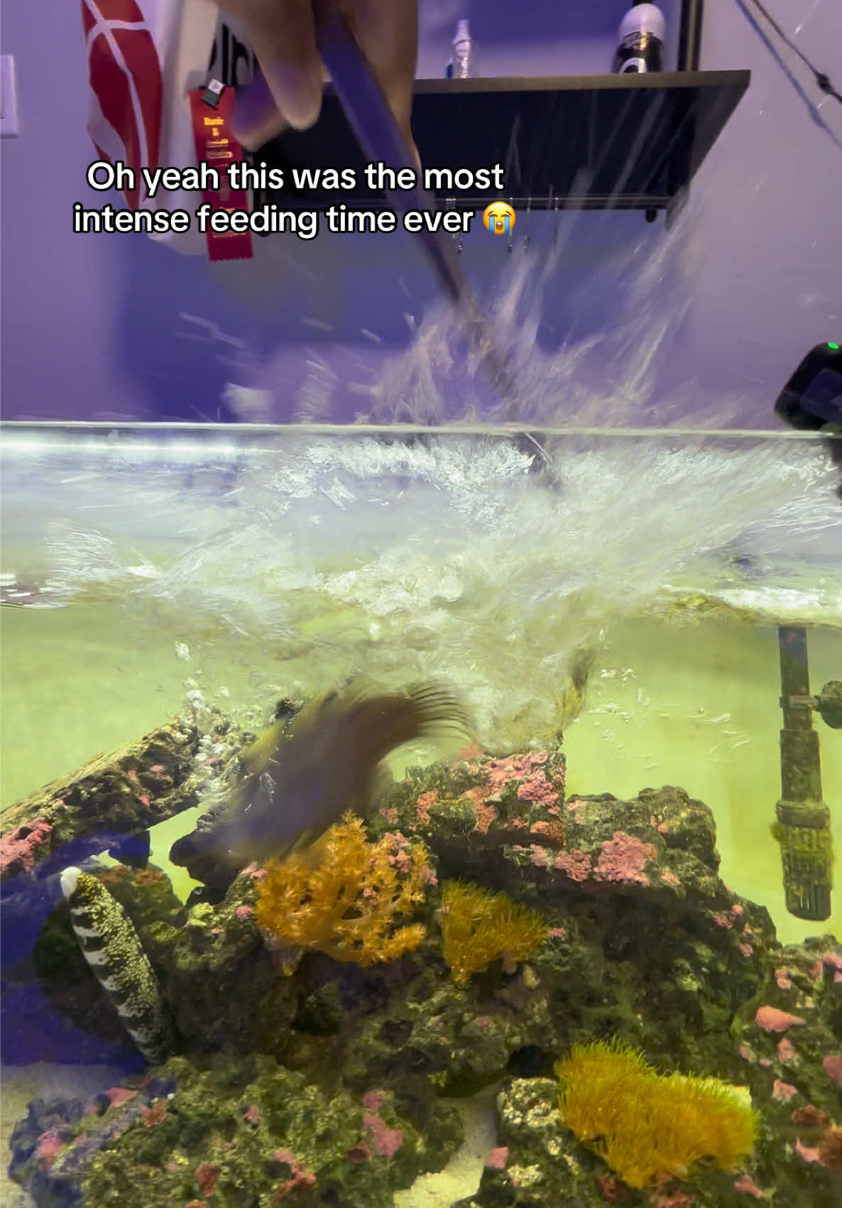 @ReefSync