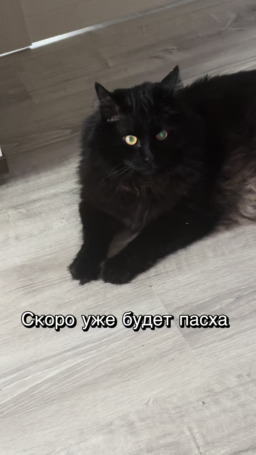 @Хвостатые бандиты🐈⬛🐈