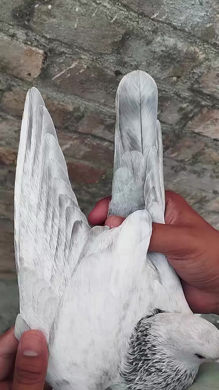 @سکندرپور پیجن👑