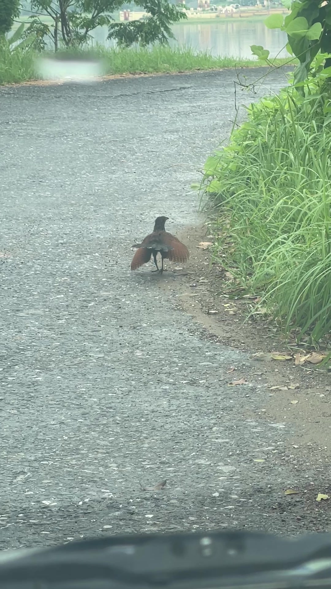 @大風