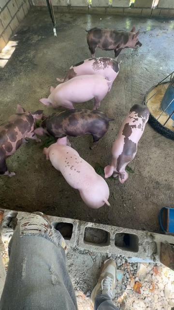 @Yei-Peña🐷🐽🇩🇴