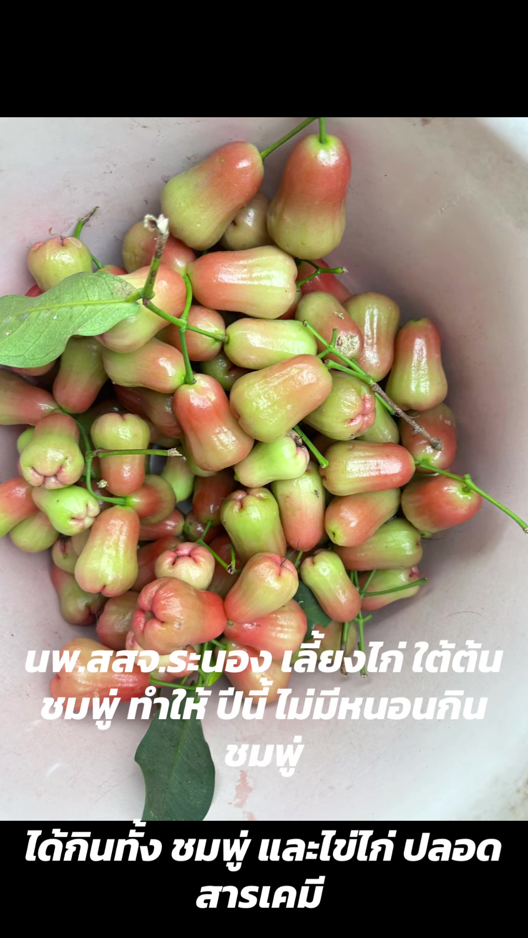 @dr.norrathep