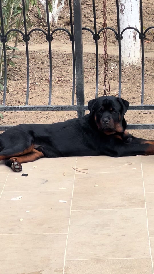 @RottweilerBaku