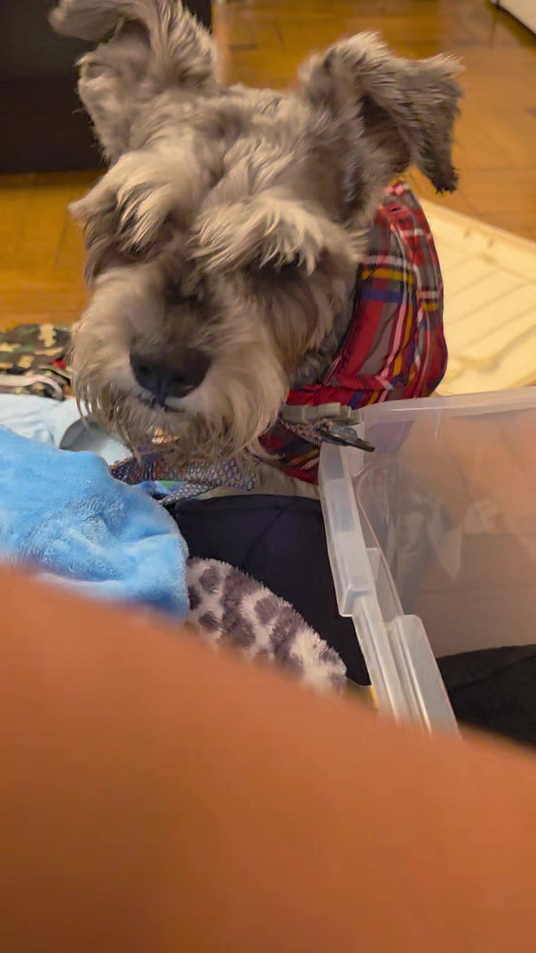 @Forest🐶.schnauzer