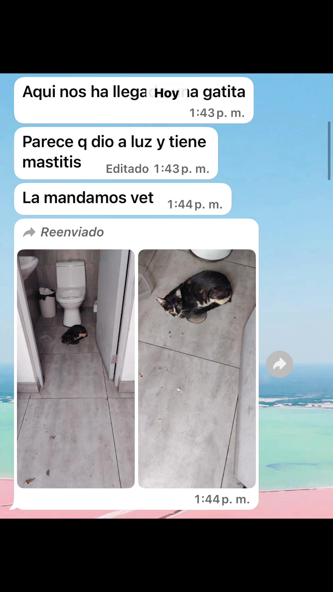 @angelissalvando