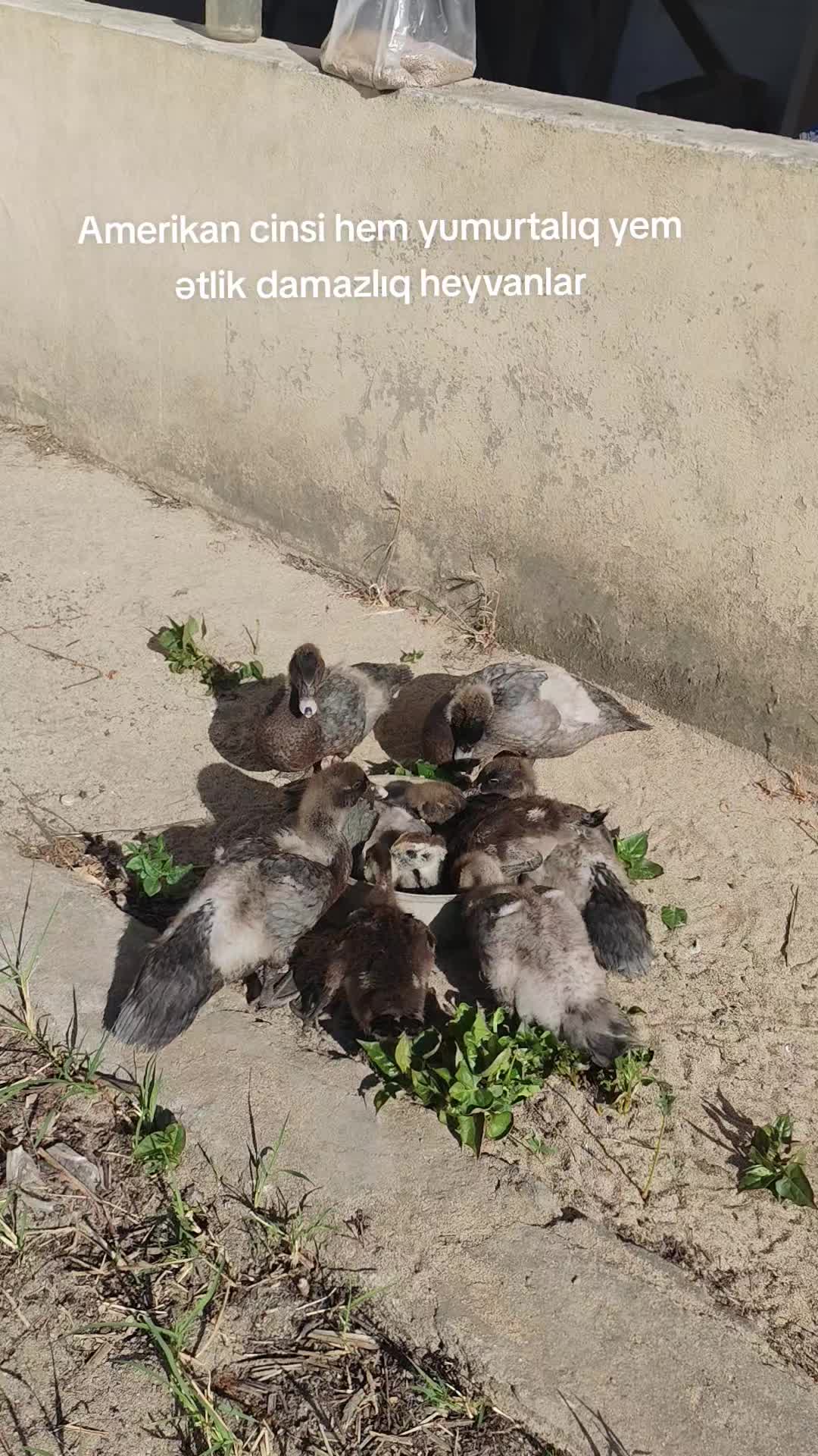 @MAŞTAĞA_QUŞCULUĞ