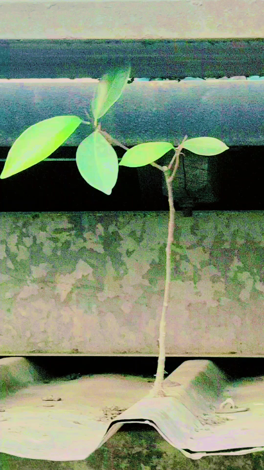 @💛💚 பாசமுள்ள🏹 பாண்டியரே 💛💚