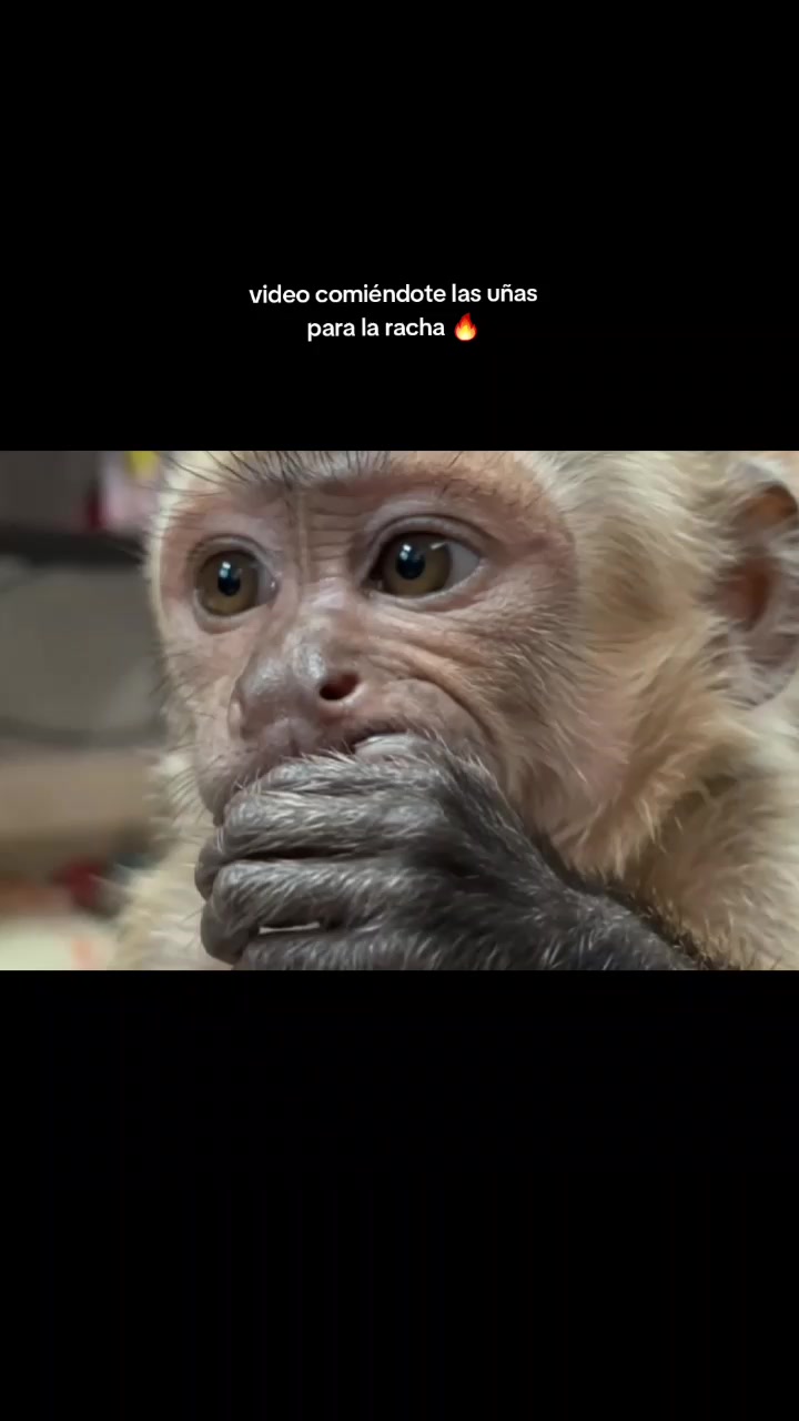 @RabPesito 🔥