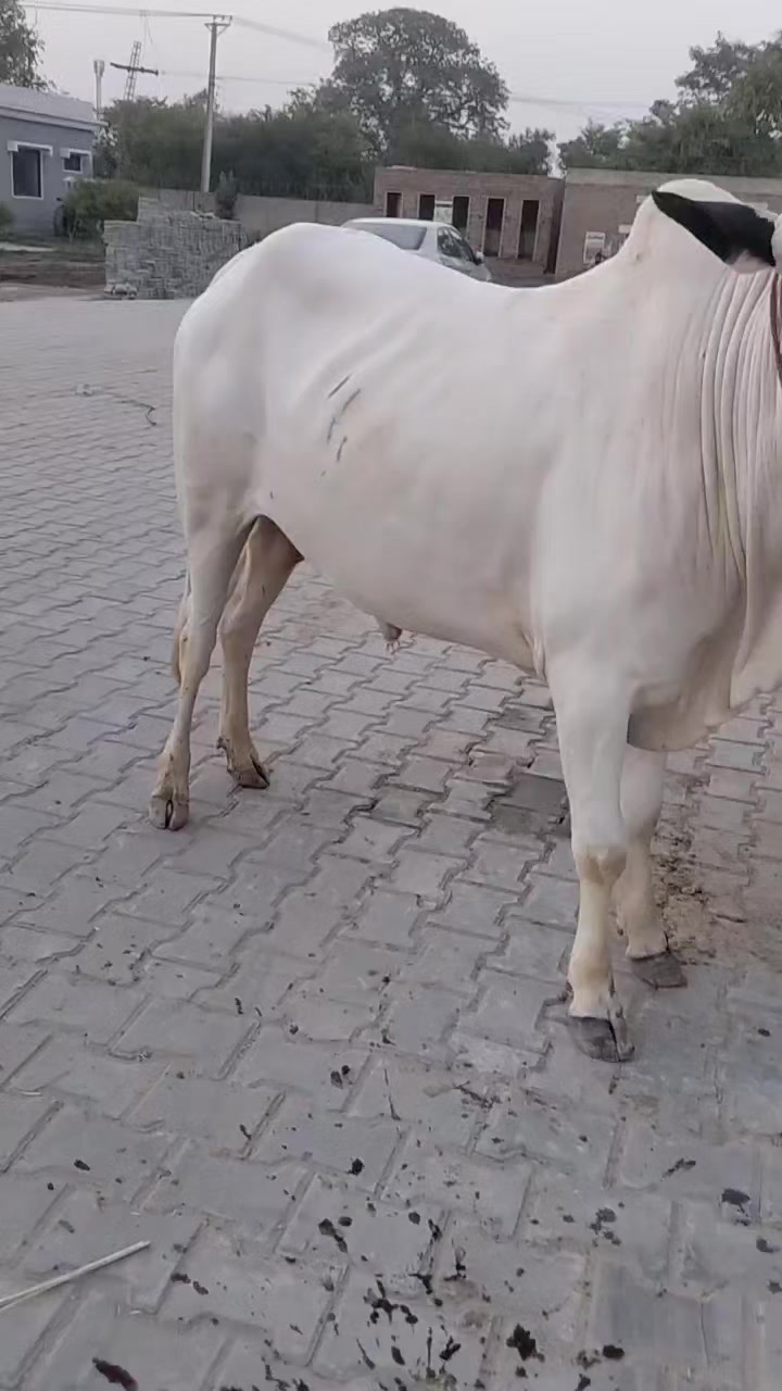 @Love you arifwala