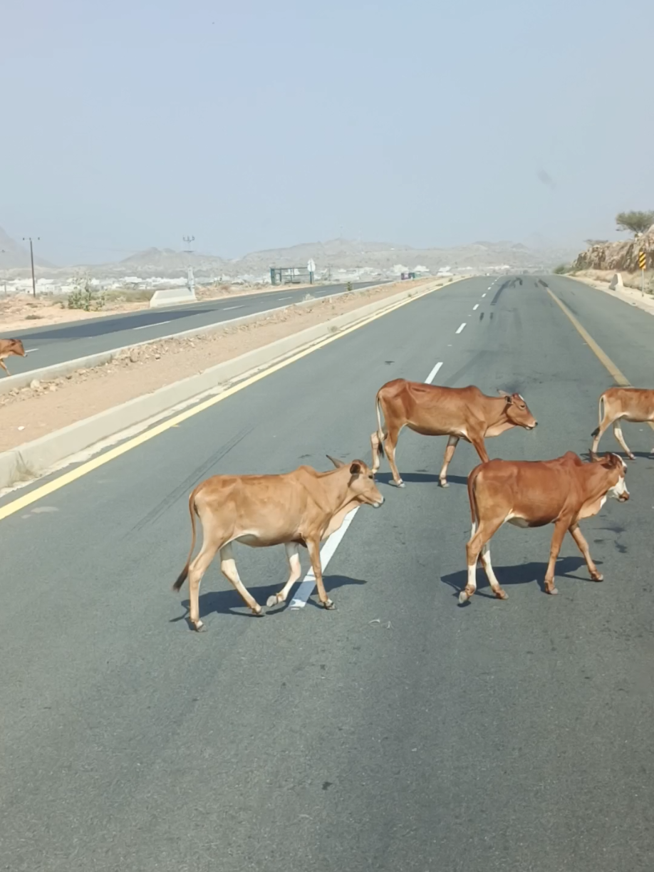 @ریحان گوندل