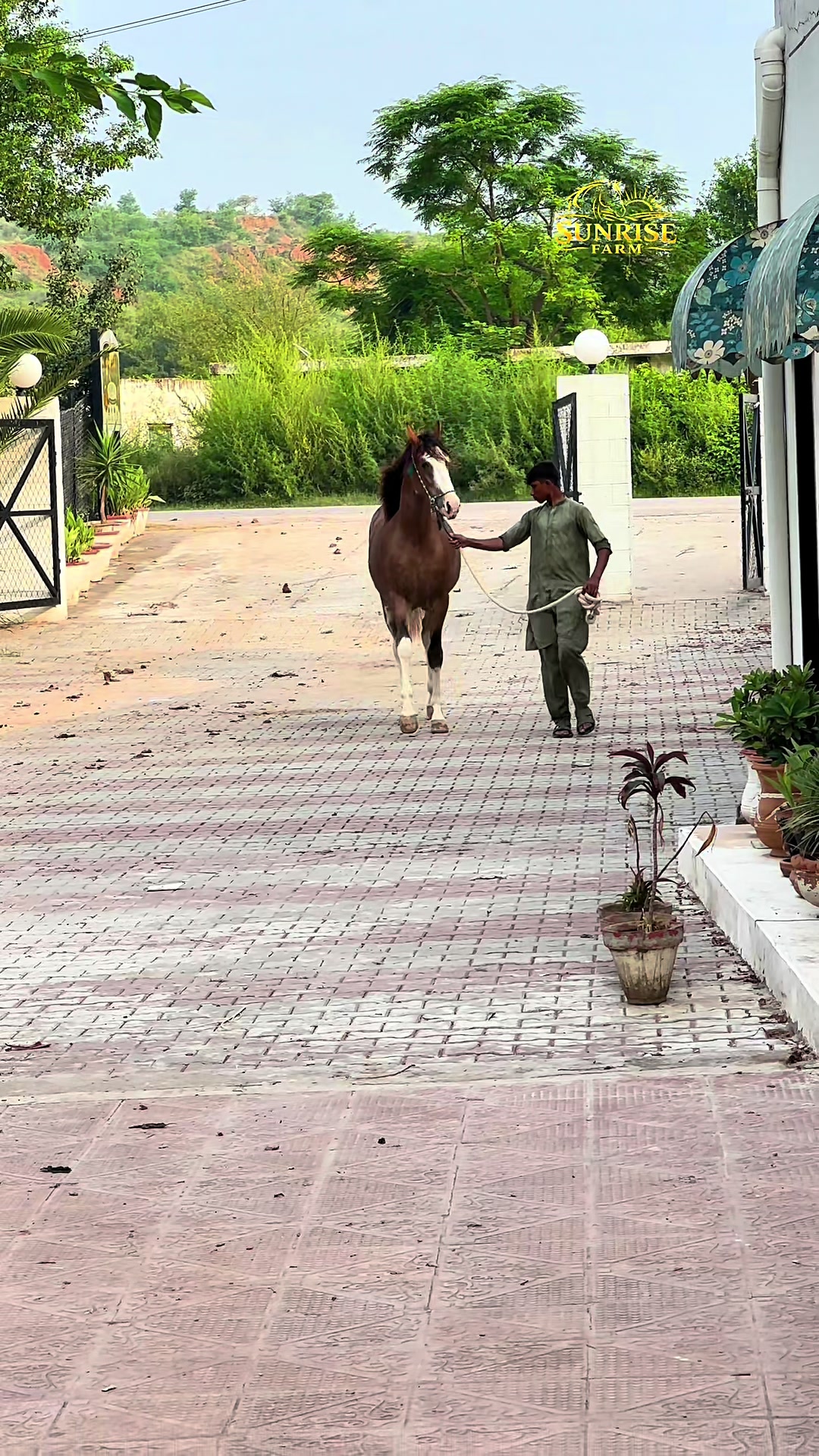 @SUNRISE STUD FARMS RAWALPINDI