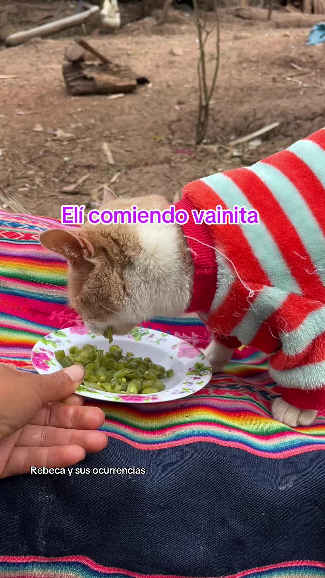 @🐈Rebeca y sus ocurrencias