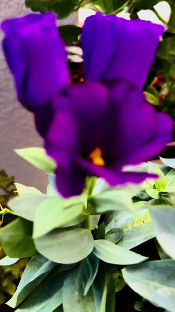 @🕉️.Nisha ❤️🩹