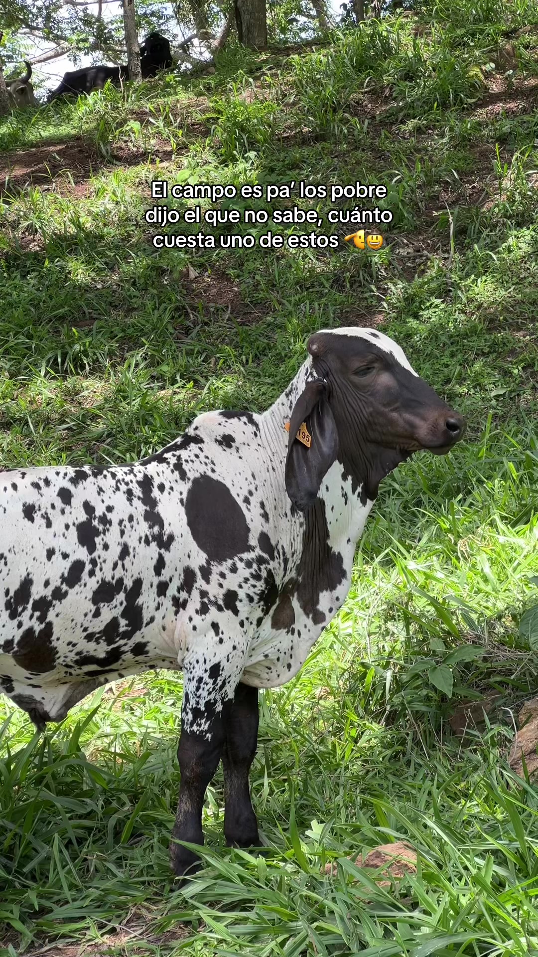 @_Ingeniero_Zeledon🤠🍀🕺