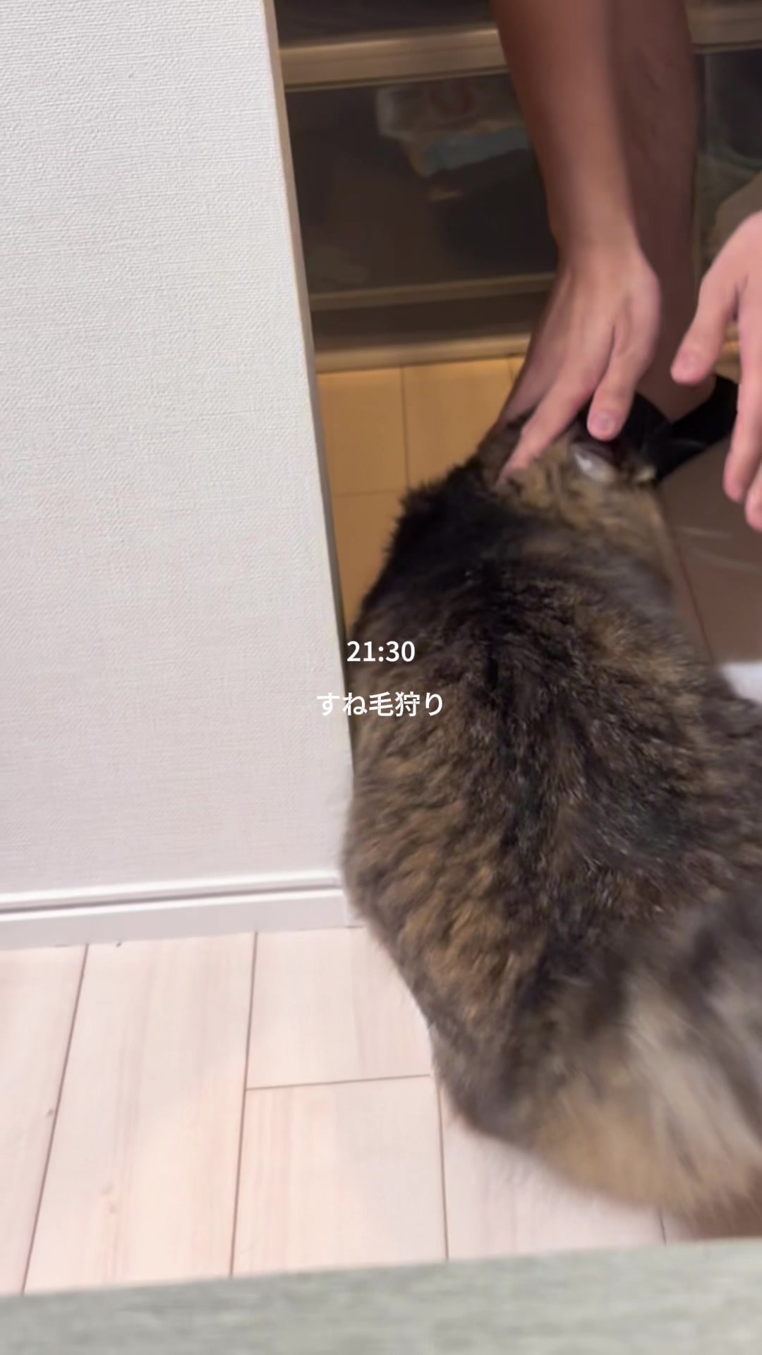 @ほたてくん