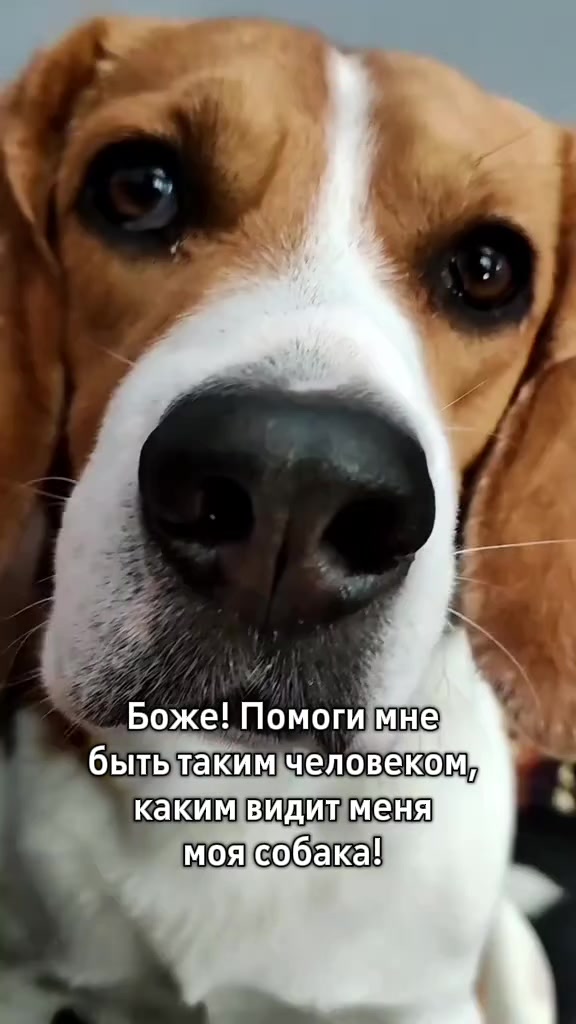 @Бигль Сэм и его семья.