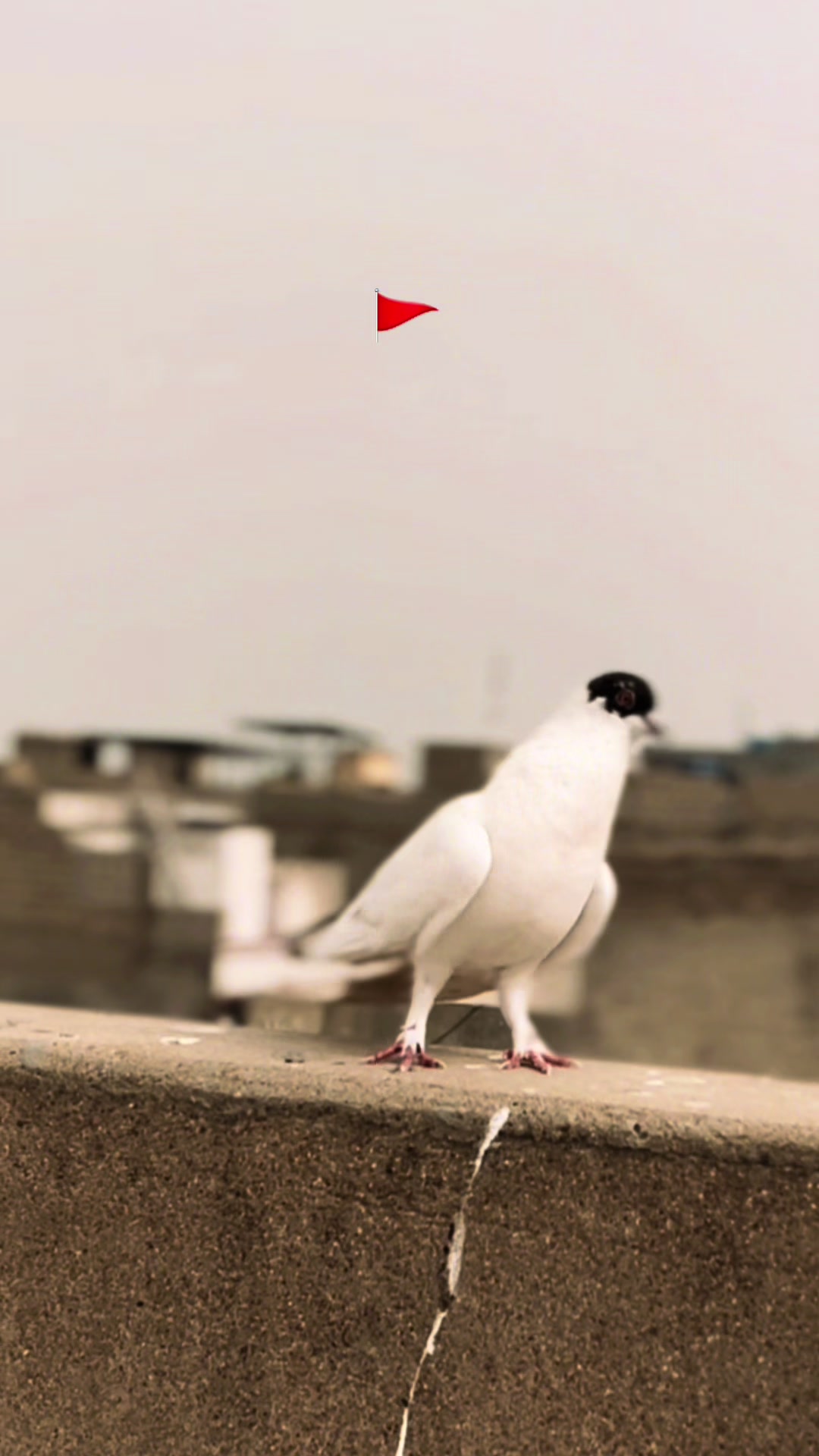@AYAN SIDDIQUI