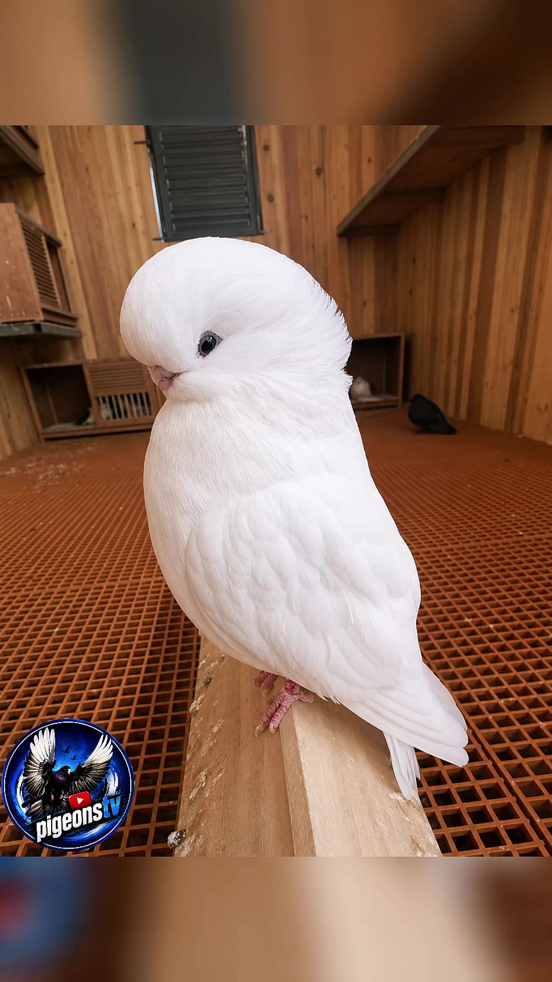 @Pigeons Tv