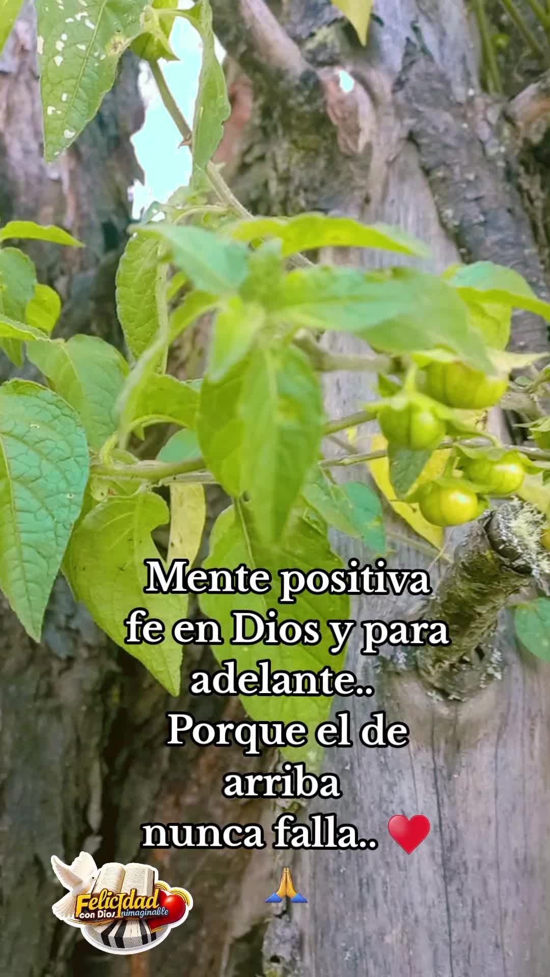 @Felicidad InimaginableconDios?