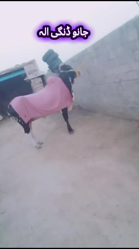 @ایا ڈنگی الہ