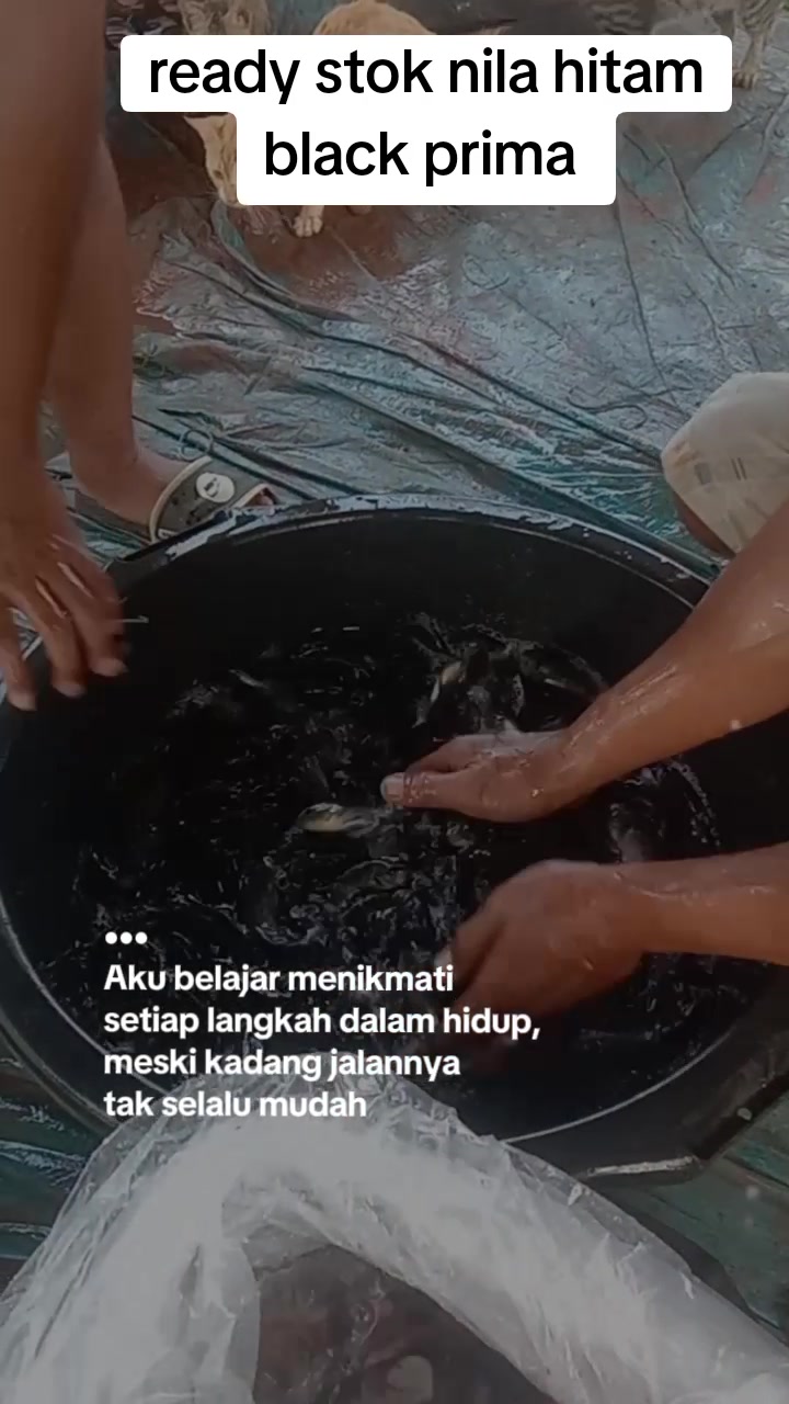 @afdhal koi farm