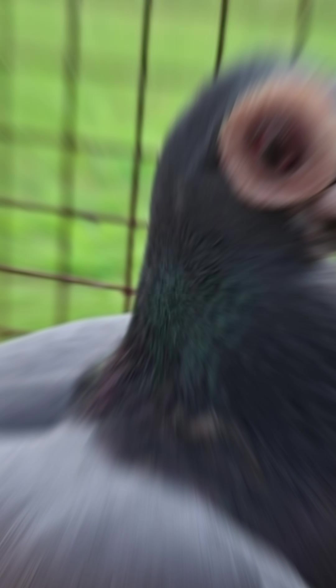 @Pigeons Tv