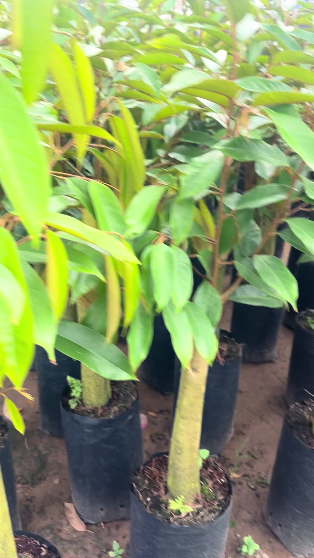 @H&ugrave;ng Chương STCG Welofarm