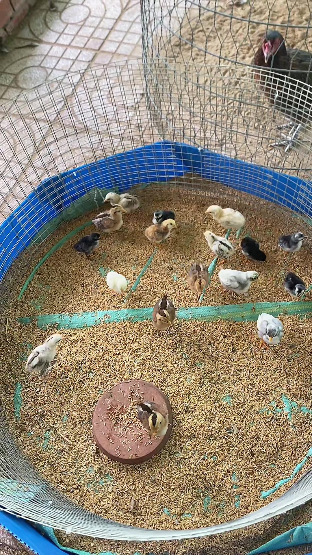 @Thuốc gà Vĩnh Long
