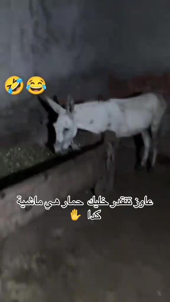 @sameh_elalfy16