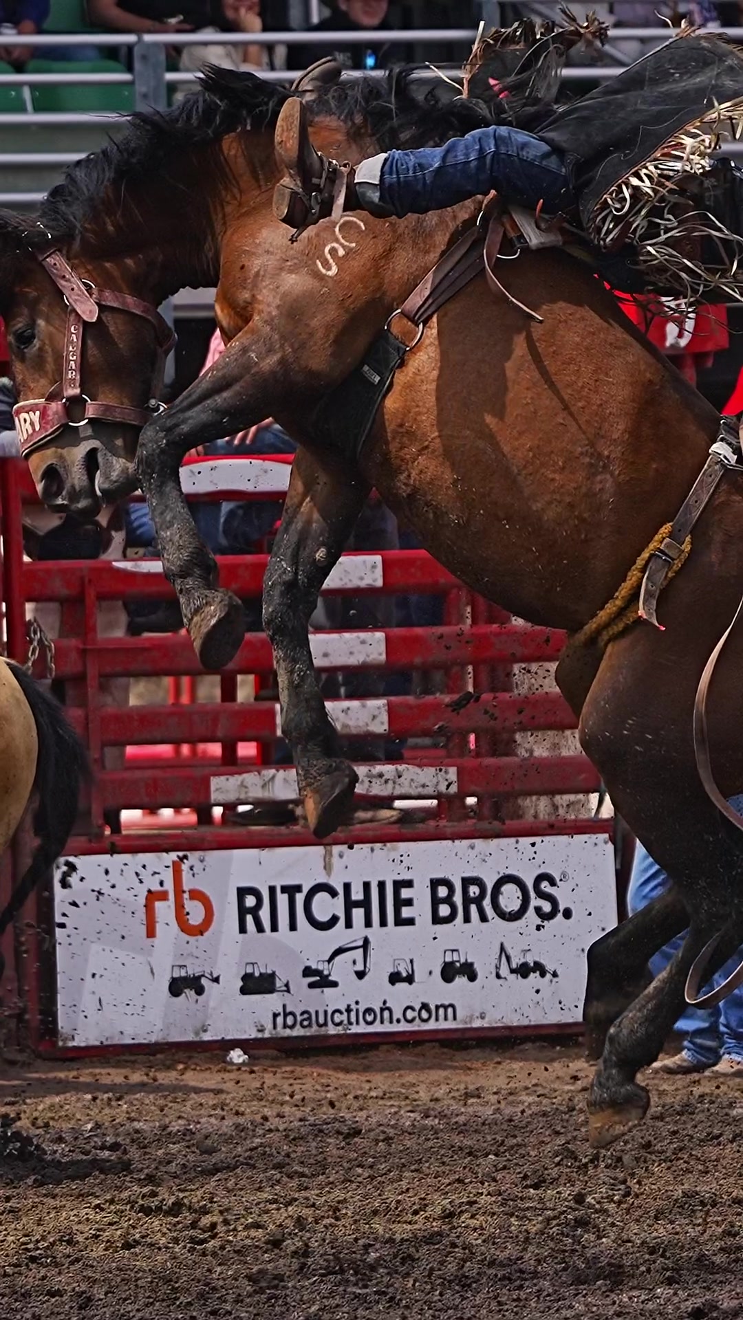 @Hanginghorses