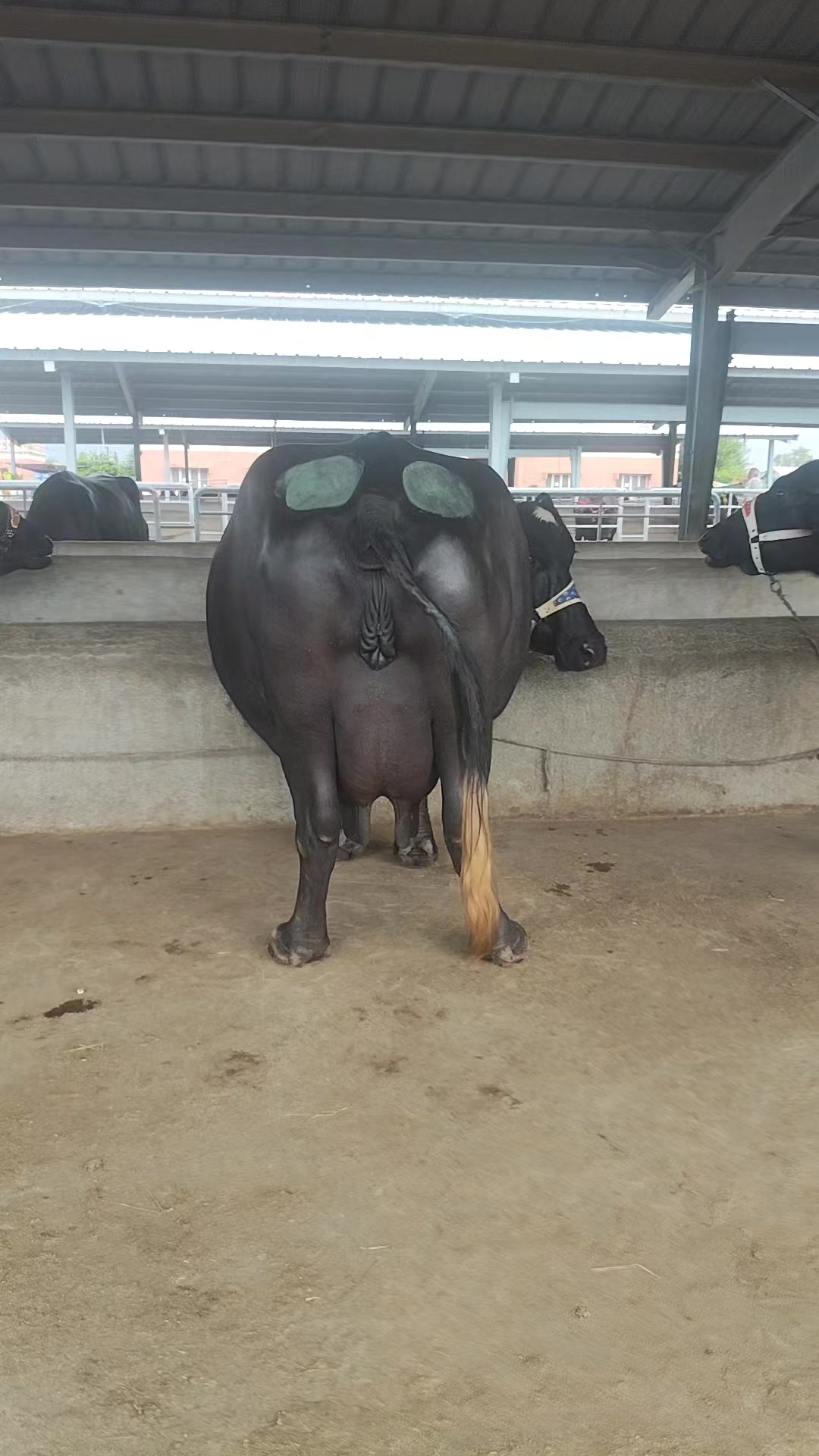 @💖🐄یوسف خان گوندل الہ 💖🐄