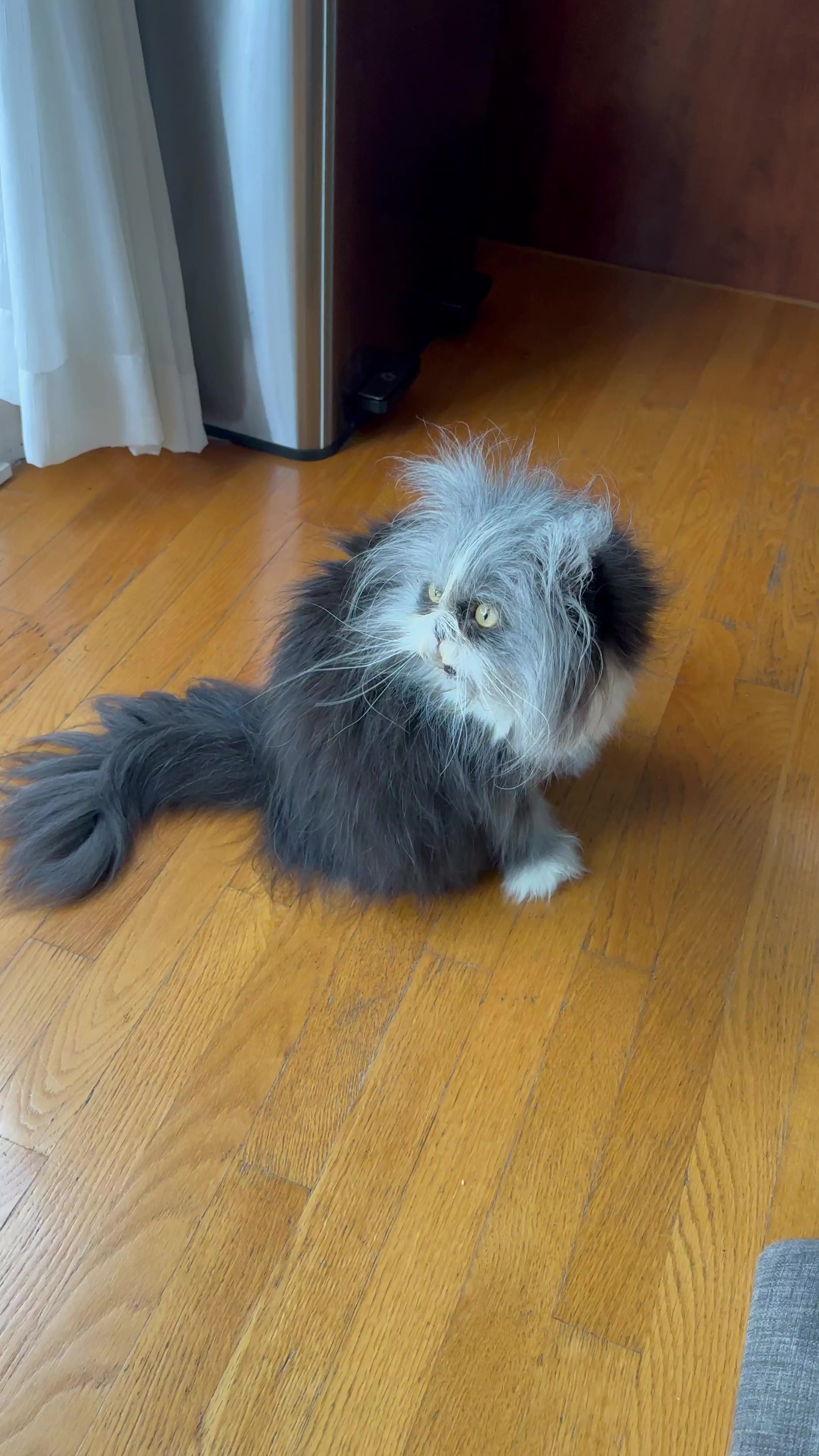 @atchoumthecat