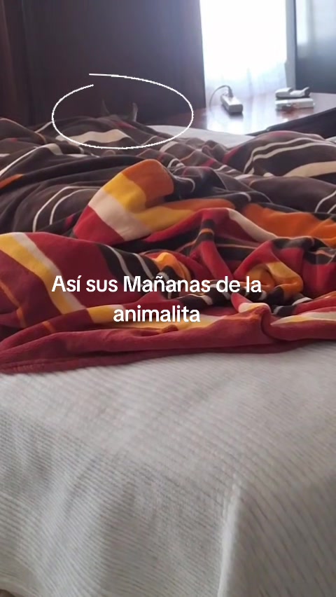 @Siempre Viva!!!