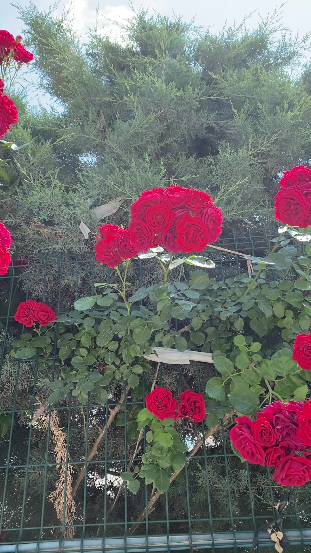 @🌹