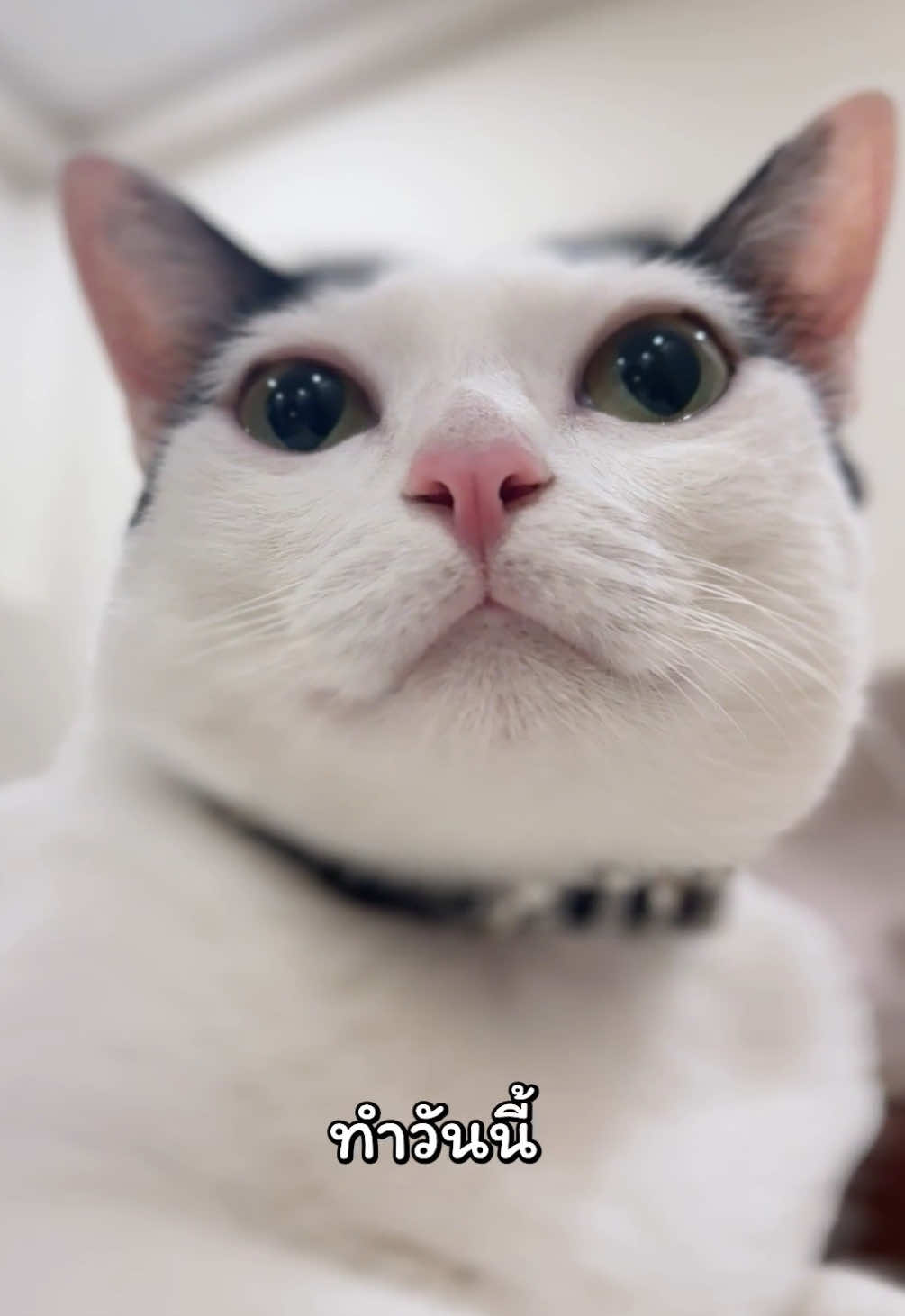 @แชปครองโลก