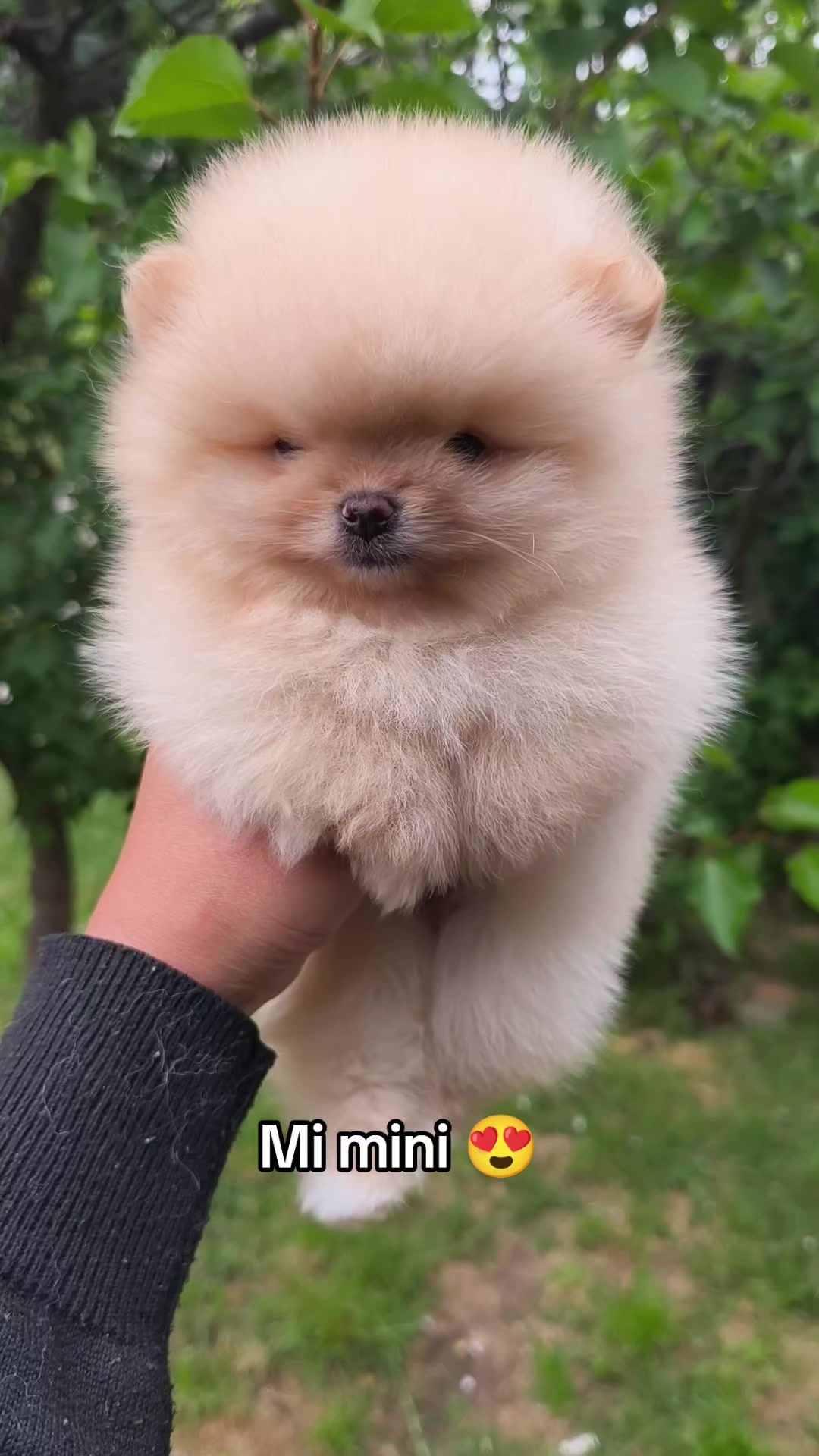 @Pomerania chile