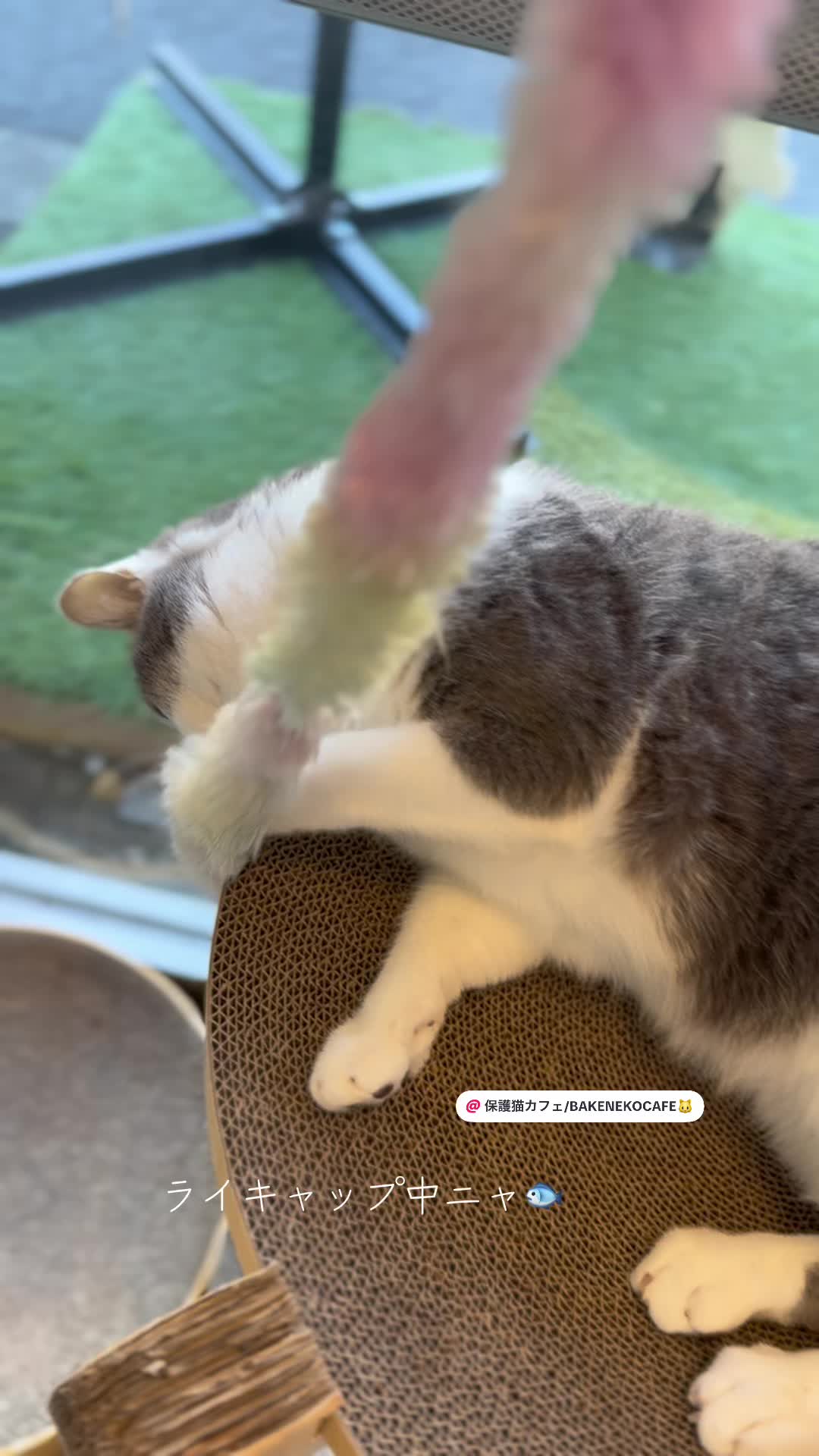 @ラブリーデイ