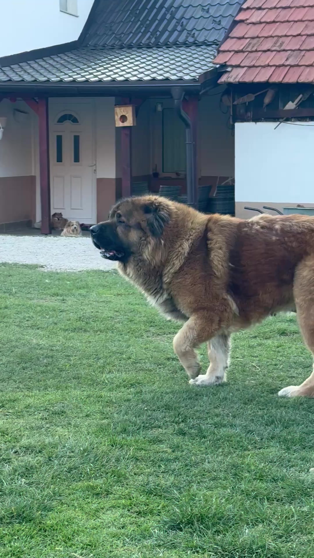 @Caucasian Shepheard Dogs