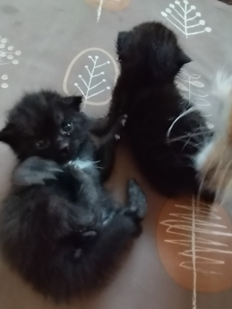 @❀.*・゚УцКд.゚・*.✿