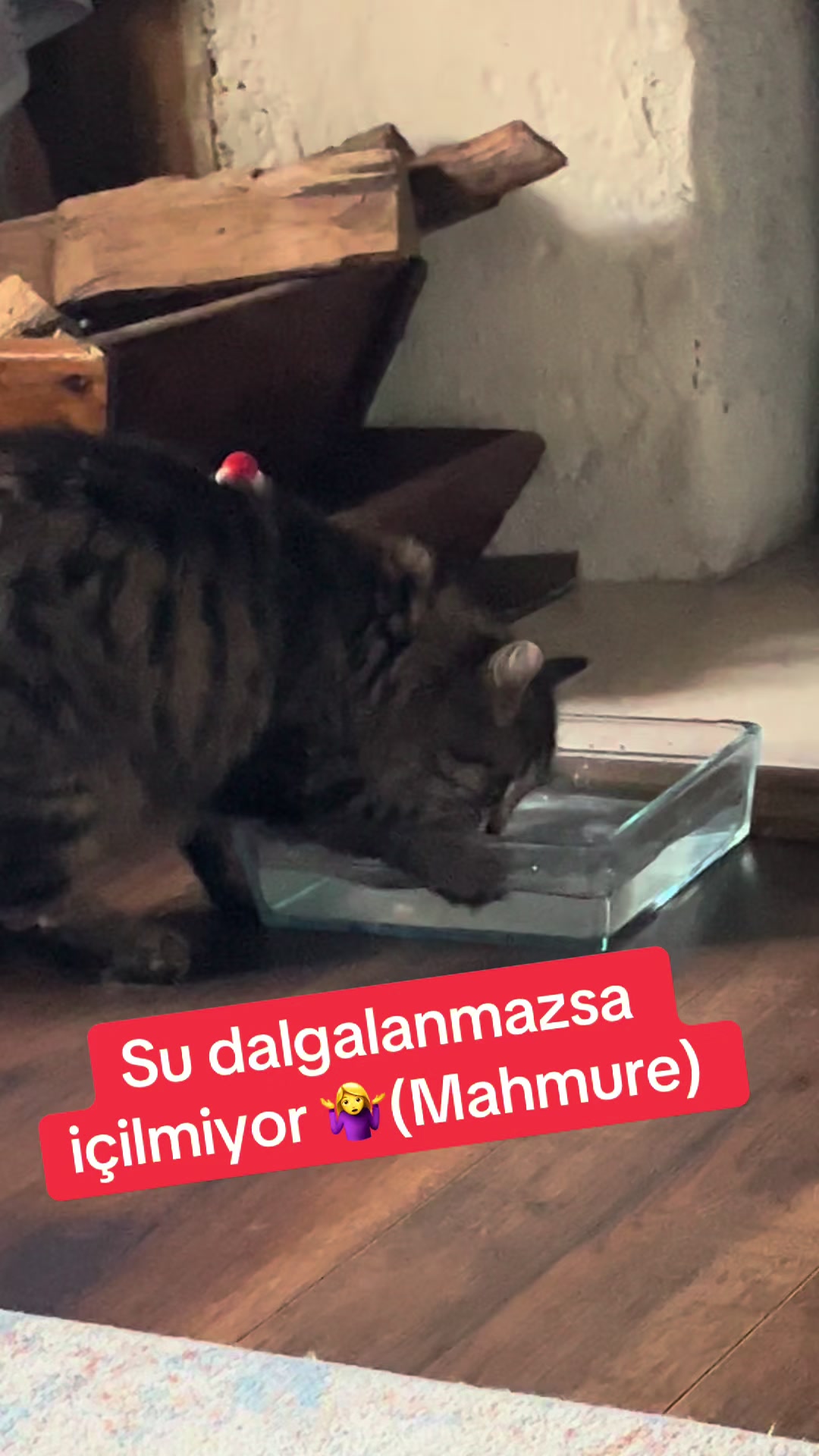 @&Ccedil;iğdem Altunbaş