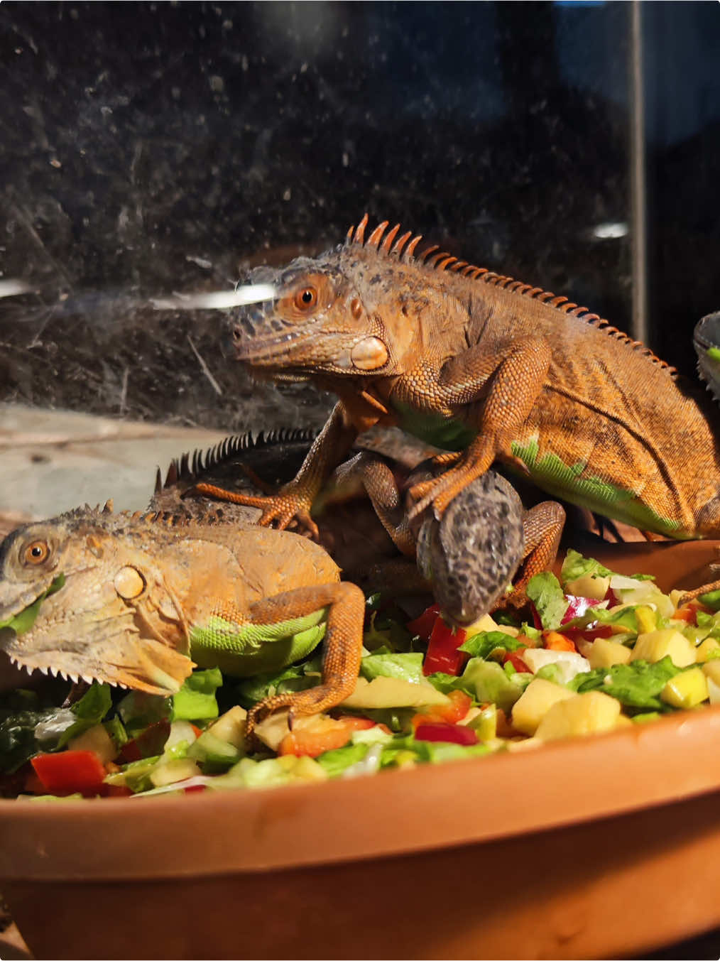 @KANMAZ PETSHOP