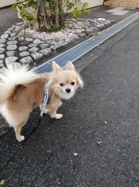 @ふとし