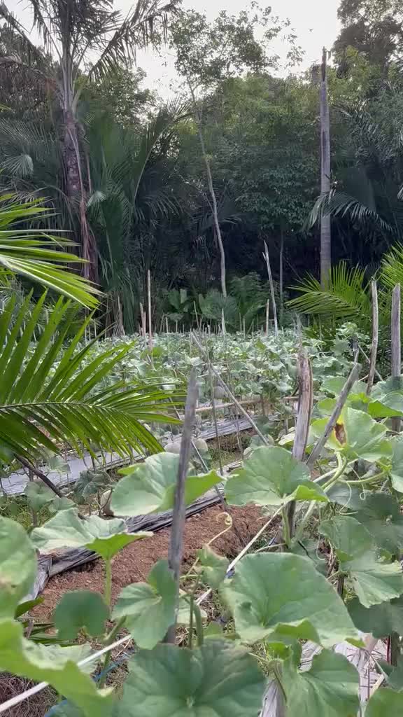 @SURYA TANI