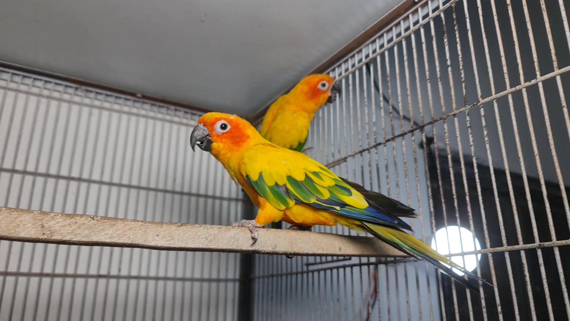 @ROYAL BIRD US
