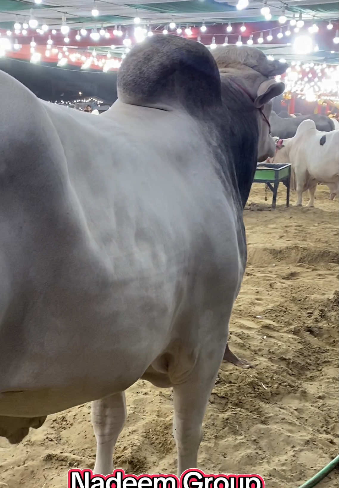 @Karachi Bull lovers
