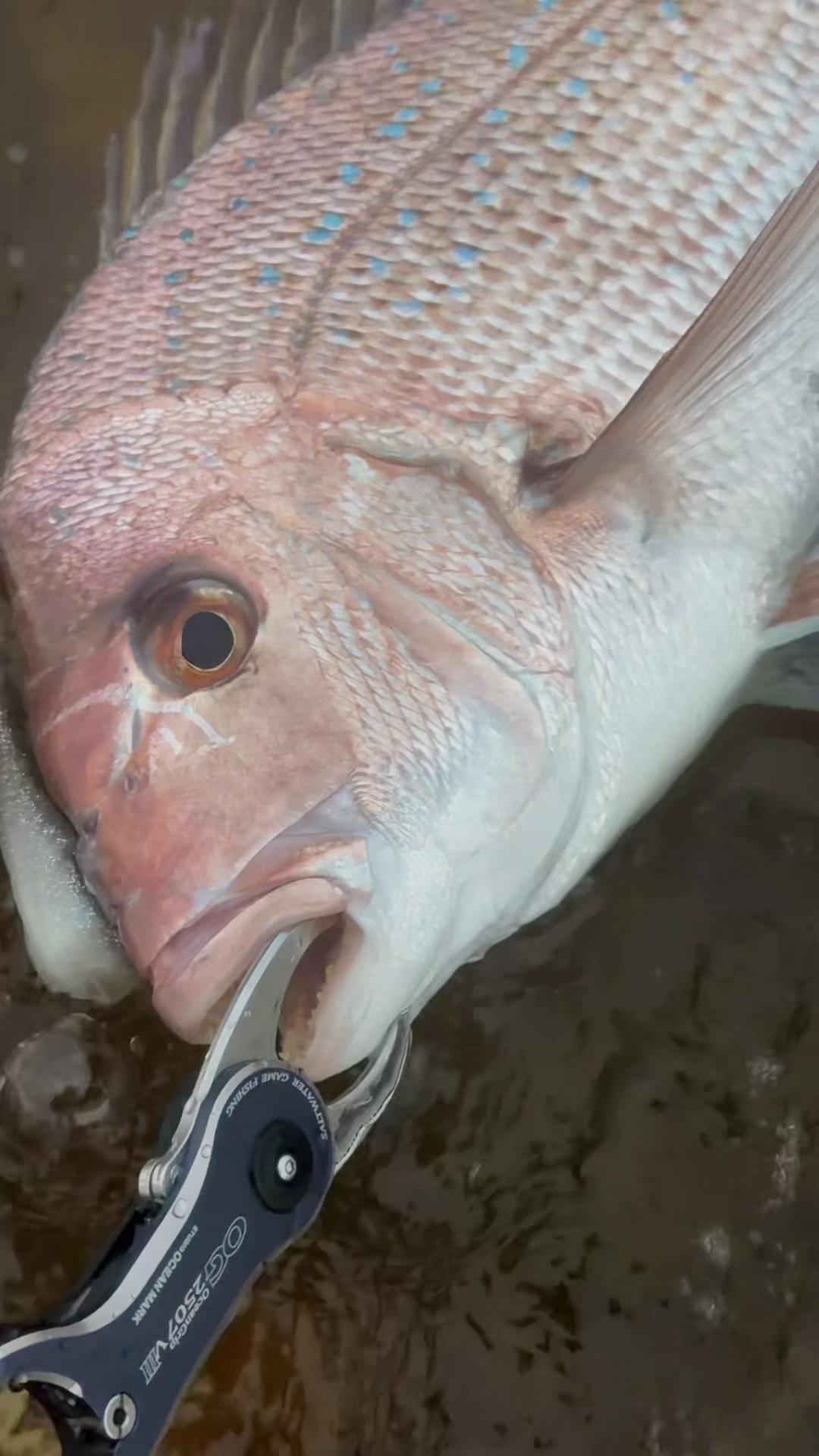 @KookFishing