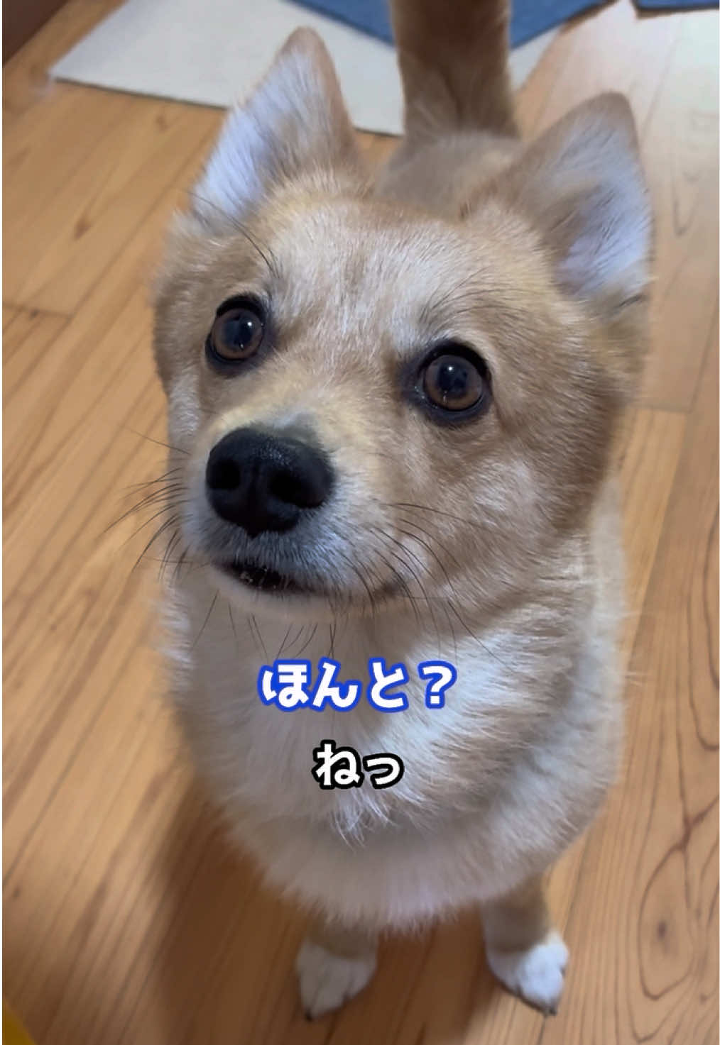 @サクサクビスケット